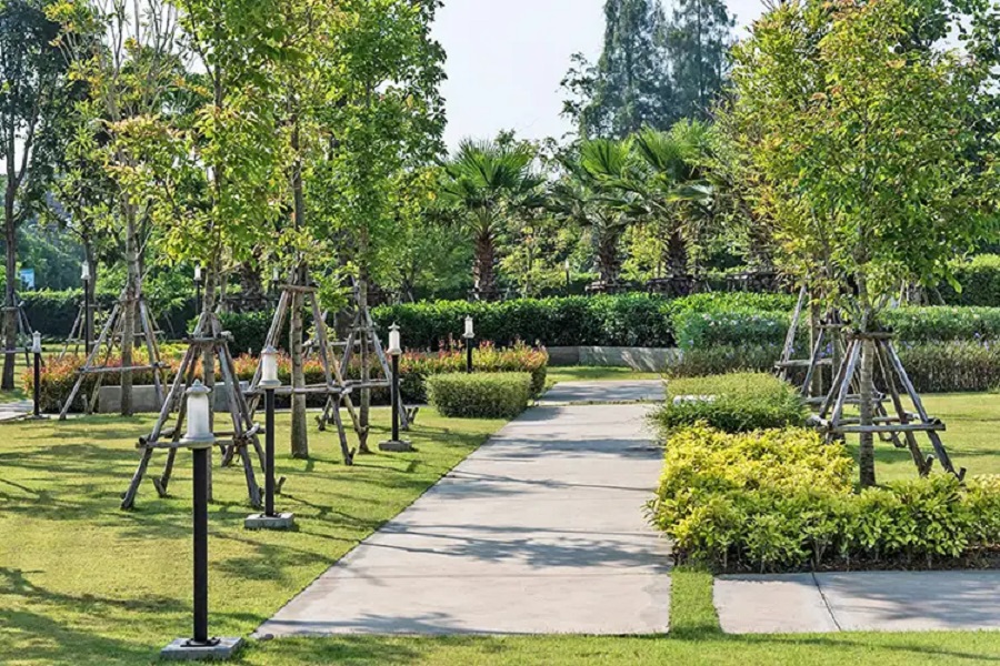 พฤกษาพรรณ-กระดีเดียว-3